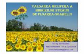 Valoarea Melifera A Hibrizilor De Floarea Soarelui