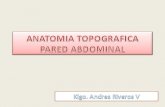 Anatomia Topografica Abdomen Klgo. Andres Riveros