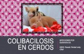 Colibacilosis en cerdos