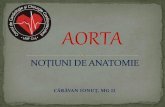Anatomia Aortei