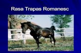 Rase de cai: Rasa trapas romanesc