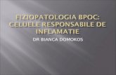 155142507 fiziopatologia-bpoc-2