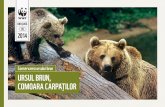 Ursul brun, comoara Carpatilor (RO)