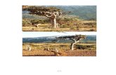 Arbori de Tamie Socotra