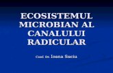 Microbial Ecosystem of the Radicular Canal
