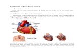 Anatomia si fiziologia inimii.docx