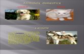 Www.referat.ro-animale Domestice - Cainele Si Pisica