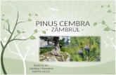 2.Pinus Cembra