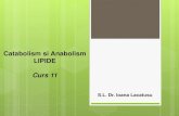 C11 Catabolism Anabolism Lipide IPA