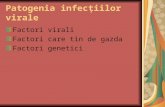 Virusologie LP - Cultivarea virusurilor, Efecte citopatice