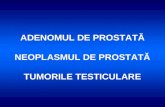 Adenomul, Neoplasmul de prostata si Tumorile testiculare.ppt