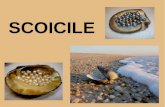 The Shells - Scoicile