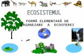 Clasificarea ecosistemelor.ppt