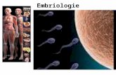 dezvoltare embrionara
