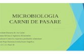 Microbiologia Carnii de Pasare