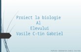 Proiect la biologie sistemul respirator