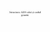 Structura ADN-ului Si Codul Genetic