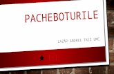 Pachebotuile-Lazar sdaAndrei TA212