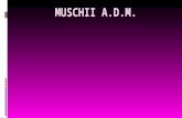 Curs 5 - Muschii [ADM]