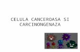 Celula Canceroasa Si Carcinogeneza 2014