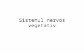 Sistemul nervos vegetativ