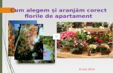 Cum alegem și aranjăm corect florile de apartament