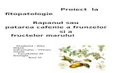 Proiect La Fitopatologie