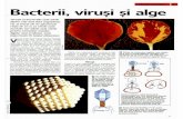Bacterii, Virusi Si Alge