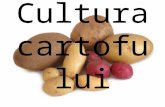 cultura cartofilor