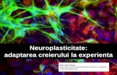 Seminar 2 Neuroplasticitate
