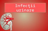Infecţii urinare pp