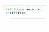 144356342 3 Patologia Nervilor Periferici