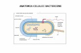 Anatomia Celulei Bacteriene
