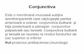 curs 3 Conjunctiva-text.pdf