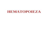 C1. Hematopoeza.ppt
