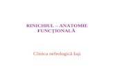 A.anatomia Functionala, Compartimente Lichidiene