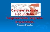C1- Celulele sexuale