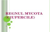 REGNUL MYCOTA (CIUPERCILE)