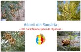 Padurile Din Romania - Rasinoase