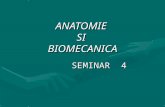 Seminar 4. Anatomie