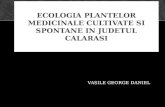 Ecologia Plantelor Medicinale Cultivate Si Spontane in Judetul Calarasi