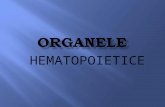 Org Hematopoietice