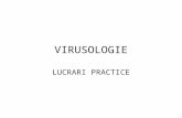 VIRUSOLOGIE Lucrari Practice