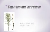 Coada Equisetum a.