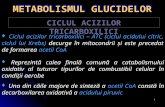 Curs 11 - Ciclul ATC