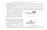 specii geofite semirustice.pdf