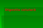 Digestia celulara VII.ppt