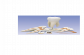 referat morfologie dentara