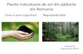 Plante Indicatoare de Sol Din Pădurile