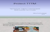 Proiect TTM
